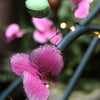 Orchid Fairy Lights - sparkle.lighting