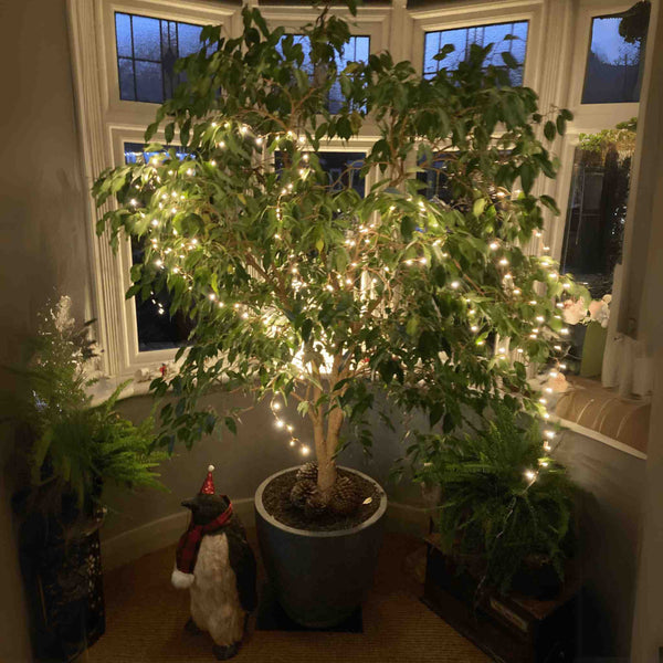 Copper Cluster Wire Fairy Lights - sparkle.lighting