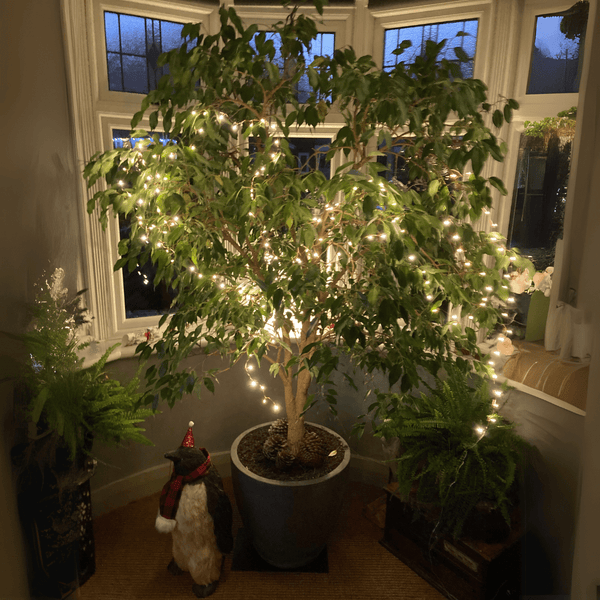 Copper Wire Fairy Lights - sparkle.lighting