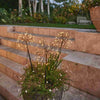 Mini Dandelion (Brown Finish) - sparkle.lighting