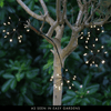 Starburst Black Outdoor Fairy Lights - sparkle.lighting